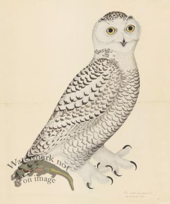 SNOWY OWL, JUVENILE, MALE . PL 30